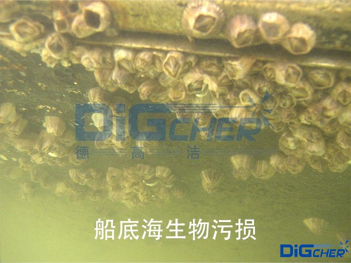 船底海生物污损