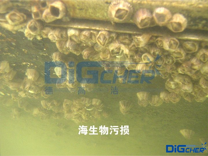 海生物污损