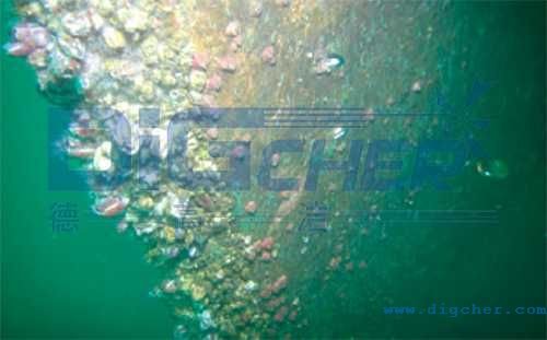 船壳海生物